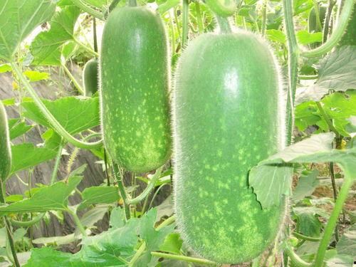 今日吃瓜肖静雯图片高清,今日吃瓜肖静雯，美艳动人引关注