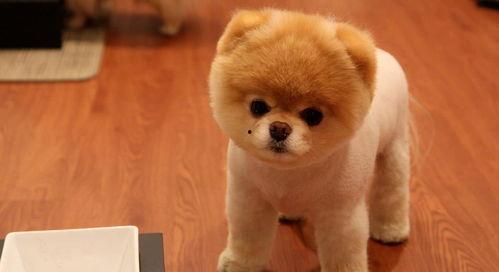 娱乐吃瓜酱精神抚慰犬