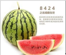 哪里都有中国人娱乐吃瓜,中国“吃瓜群众”的足迹